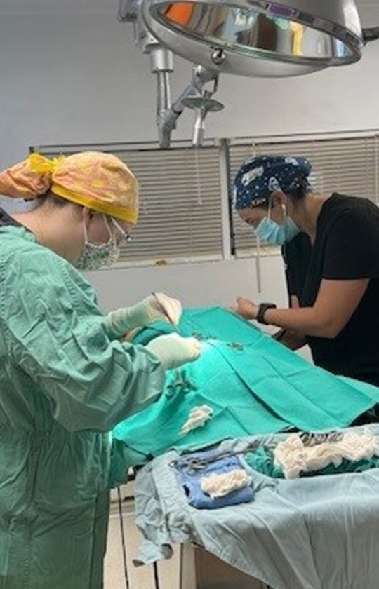 surgery_s3_ortho